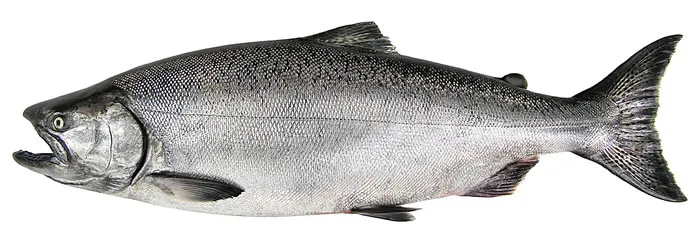 Chinook