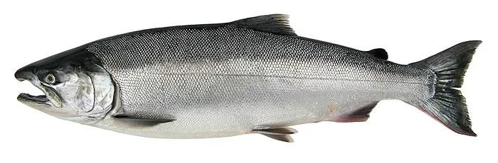 coho