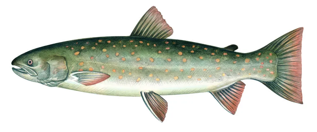 dolly varden