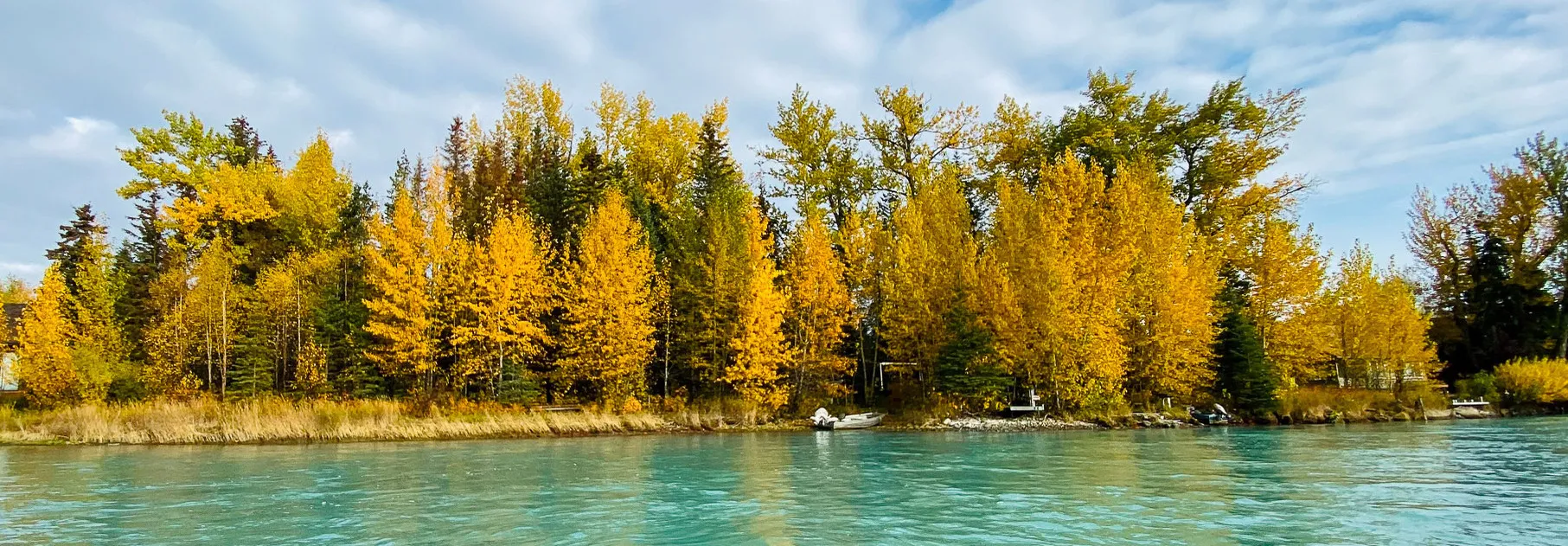 fall trees