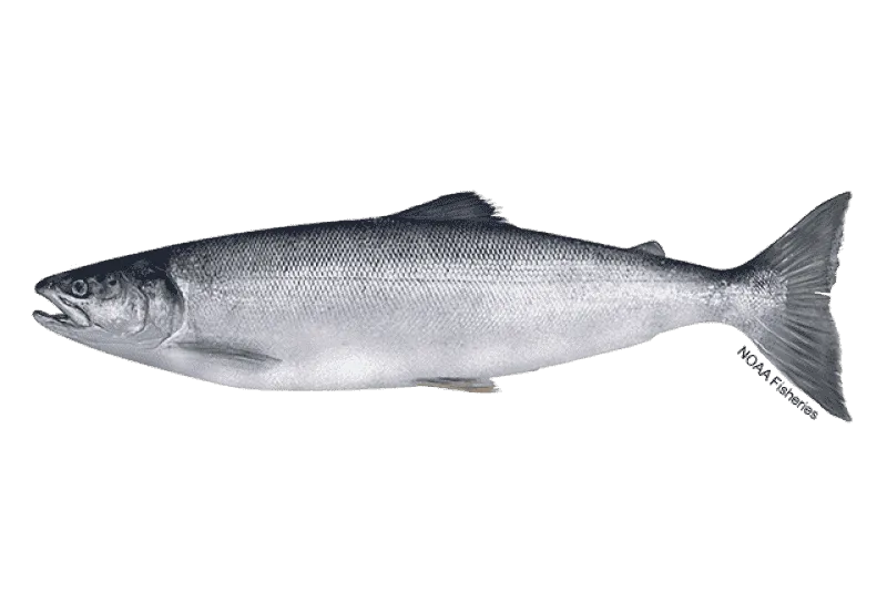 sockeye